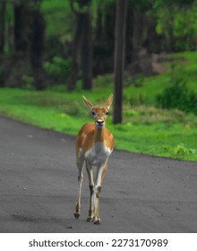 Animals posing towards the camera
