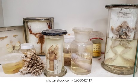 Animals preserved in formaldehyde solution in a laboratory