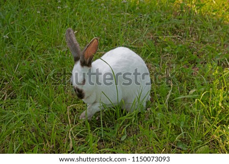 Similar – Rabbit eating flowers II