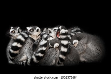 471 Lemur Night Images, Stock Photos & Vectors | Shutterstock