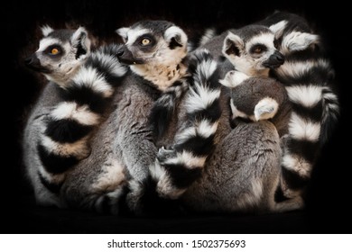 471 Lemur Night Images, Stock Photos & Vectors | Shutterstock