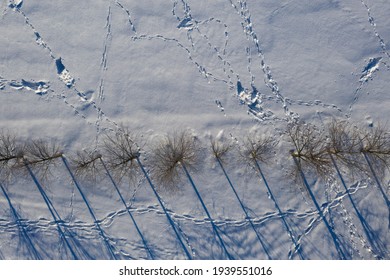 Animals roe deers tracks on winter snowy rapeseed field, aerial view