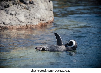 Animals At San Francisco Zoo