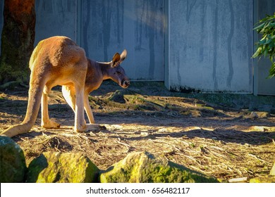 Animals in Taronga Zoo