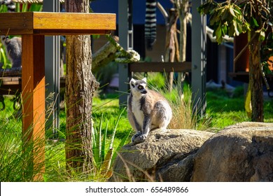 Animals In Taronga Zoo