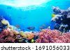 coral reef australia
