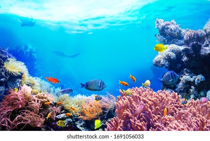Animals of the underwater sea world. Ecosystem. Colorful tropical fish. Life in the coral reef. 