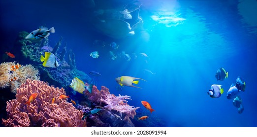 Animals of the underwater tropical world. Panoramic view of the coral reef. Colorful tropical fish. Ecosystem. 
