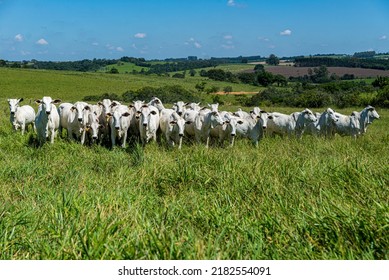 Animals walking in green pasture and blue sky - Shutterstock ID 2182554091