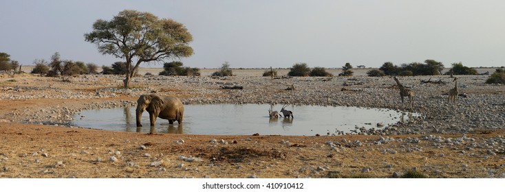 Animals At Watering Hole, Etosha National Park, Namibia