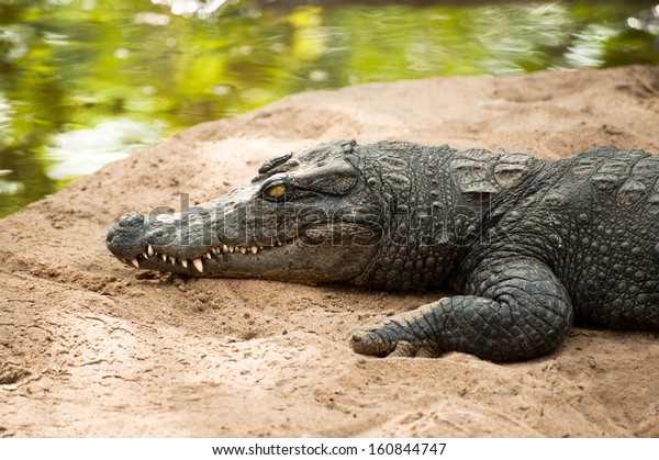 Animals in wild.\
Crocodile basking in the\
sun