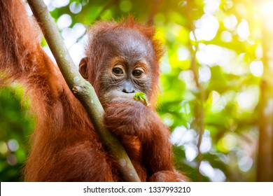 Animaux Sauvages Bebe D Orang Outan Mignon Bebe Photo De Stock Modifiable