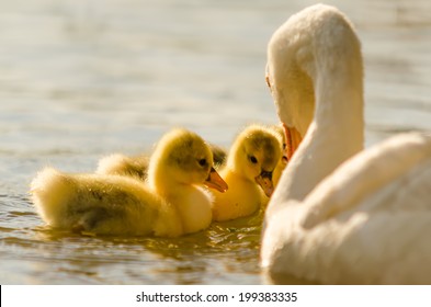 Animals In Wildlife, Birds, Family Goose