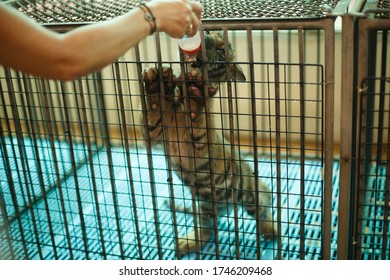 Animals And Wildlife. A Little Tiger Cub In A Cage Is Fed From A Bottle With Milk