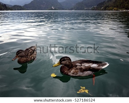 Similar – romantic ducks Lake Clouds