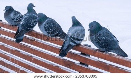 Animals in winter. The first snow that fell. Pigeons sit on a bench in the city park in winter. Frozen birds sit next to each other. Grey pigeons. Birds in the park in winter.