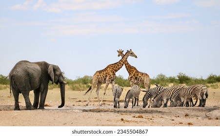 Animals (zebra, giraffe, African elephant) at a waterhole, Etosha National Park, Namibia - Powered by Shutterstock