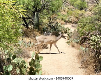 Animal/Wildlife - A White Tailed Deer Walking Across A Hiking Trail At Sabino Canyon In Tucson, Arizona.