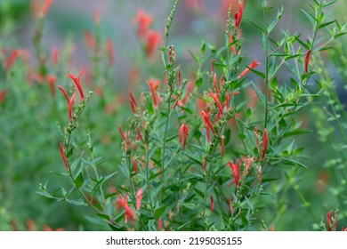Anisacanthus, often referred to as Hummingbird bush or Flame acanthus, grows tall and brings long-lasting color to the garden. - Shutterstock ID 2195035155