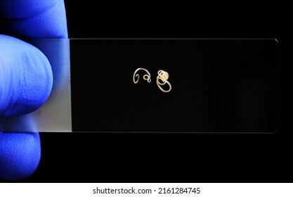 Anisakis Nematodes Fish Parasite On A Microscope Slide