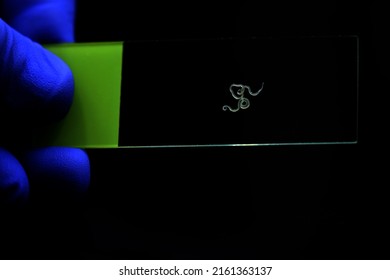 Anisakis Nematodes Fish Parasite On A Microscope Slide