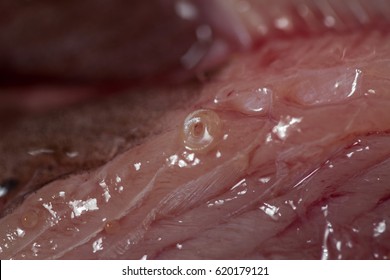 Anisakis worm, a parasite of marine mammals, present in raw mackerel fish. Can be dangerous for humans that eat raw fish like sushi.