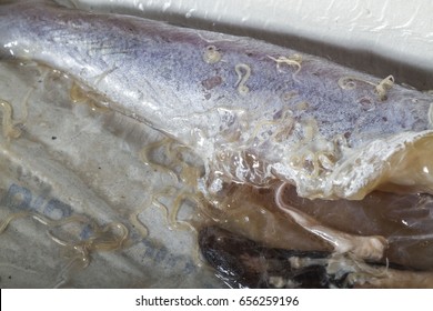 Anisakis worm, a parasite of marine mammals, present in raw blue whiting fish. Can be dangerous for humans that eat raw fish like sushi.