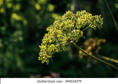 Anise Beautiful Flower Plant In Grassland In Sunshine, Summer Nature Meadow