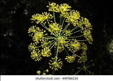 Anise Flower