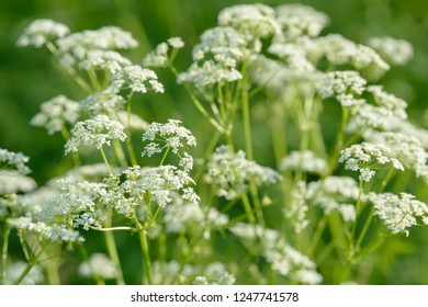 Anise Flower Field. Food And Drinks Ingredient.