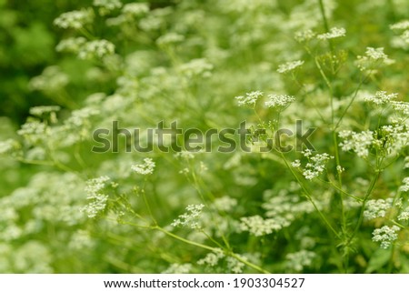 Anise flower field. Food and drinks ingredient. Fresh medicinal plant. Seasonal background. Blooming anise field background on summer sunny day.