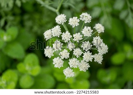 Anise flower field. Food and drinks ingredient. Fresh medicinal plant. Seasonal background. Blooming anise field background on summer sunny day. Anisum pimpinella