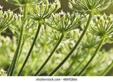 Anise Flower Sunset