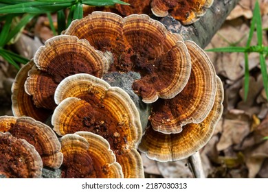 Anise Mazegill, A Brown Rot Fungus, Gloeophyllum Odoratum.