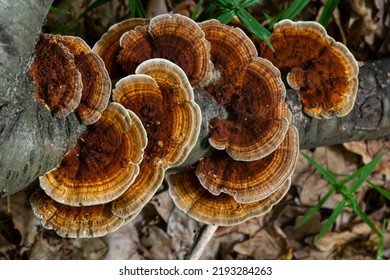 Anise Mazegill, A Brown Rot Fungus, Gloeophyllum Odoratum.