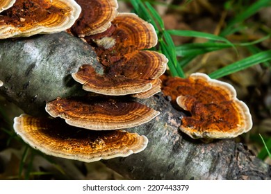 Anise Mazegill, A Brown Rot Fungus, Gloeophyllum Odoratum.