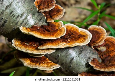 Anise Mazegill, A Brown Rot Fungus, Gloeophyllum Odoratum.