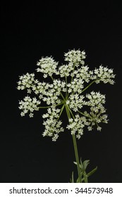 Anise; Pimpinella; Anisum