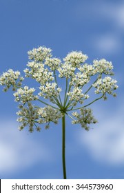 Anise; Pimpinella; Anisum