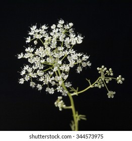 Anise; Pimpinella; Anisum