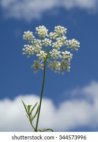 Anise; Pimpinella; Anisum