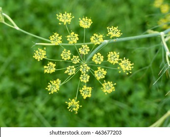 Anise Pimpinella Anisum, Also Called Aniseed, Is A Flowering Plant In The Family Apiaceae