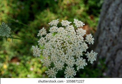 Anise Plant In The Wild With Flowers.