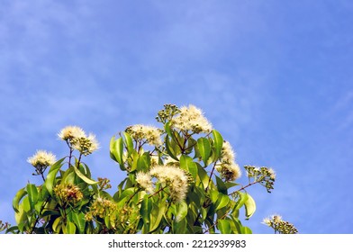 Aniseed Myrtle, Syzygium Anisatum, Ringwood And Aniseed Tree, With An Aromatic Leaf