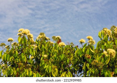 Aniseed Myrtle, Syzygium Anisatum, Ringwood And Aniseed Tree, With An Aromatic Leaf