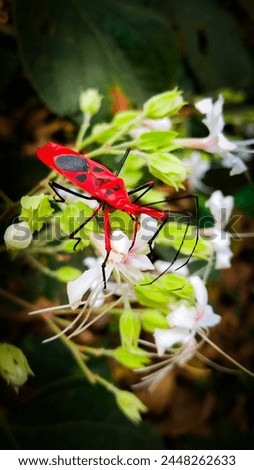 anisoptera, background, colour, nature beauty, antenna , beetles 