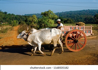 Anjarle village district dapoli state maharashtra india December 7 2008 Bullock cart and two white bulls on village road