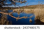 Ankara Eymir lake. View of the lake covered with reeds. Clouds reflected from the lake surface. Blue sky and lake view. The focus is on the front.