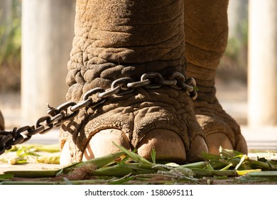 518 Elephant tied Stock Photos, Images & Photography | Shutterstock