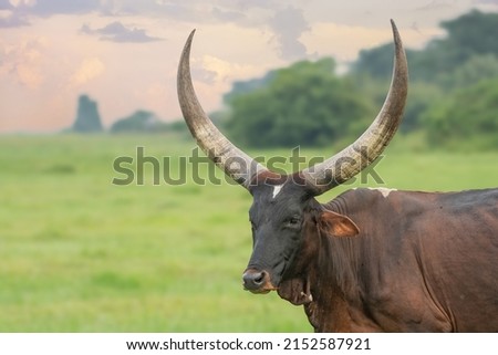 Ankole long horn cattle, Lake Mburo, Uganda, Africa